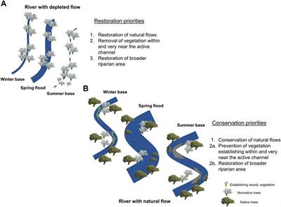 Effective Conservation of Desert Riverscapes Requires Protection and Rehabilitation of In-Stream Flows With Rehabilitation Approaches Tailored to Water Availability